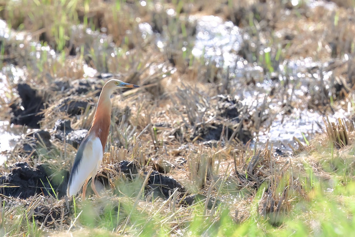 Javan Pond-Heron - ML621087483