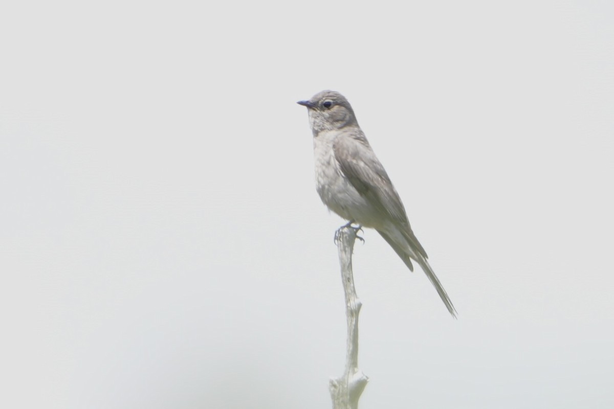 Townsend's Solitaire - ML621087486