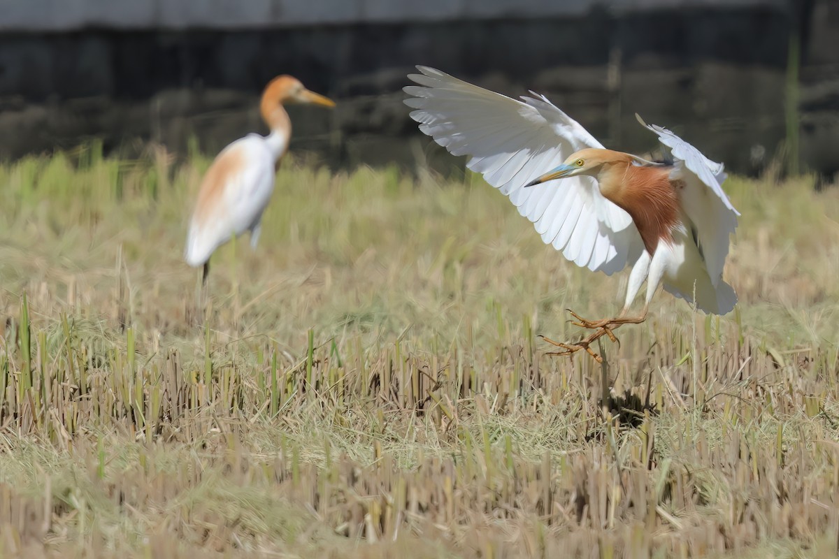 Javan Pond-Heron - ML621087494