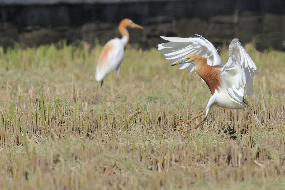 Javan Pond-Heron - ML621087495
