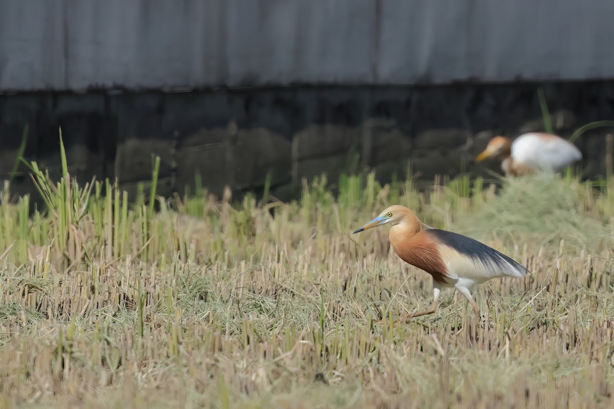 Javan Pond-Heron - ML621087496