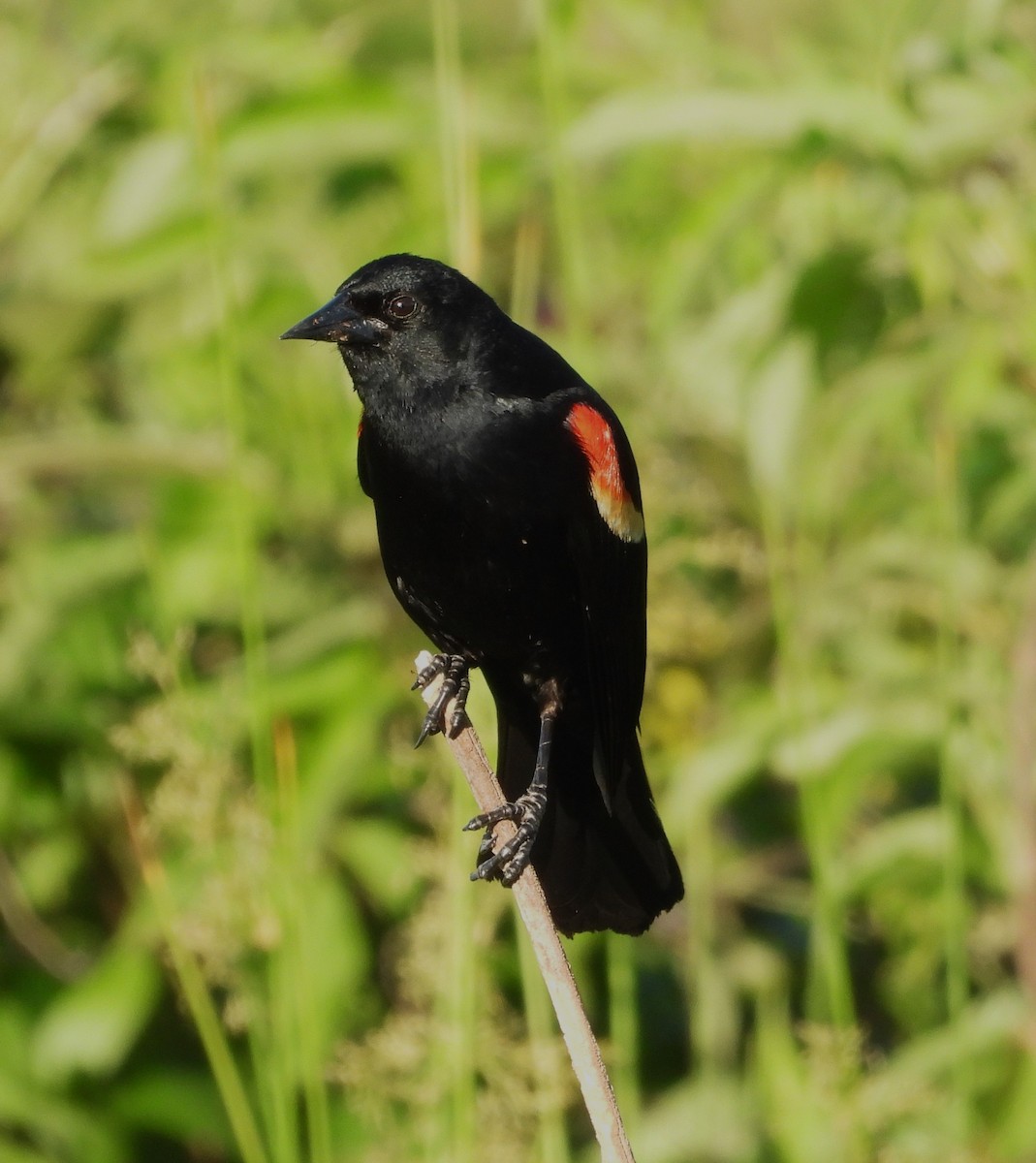 Red-winged Blackbird - William Galloway