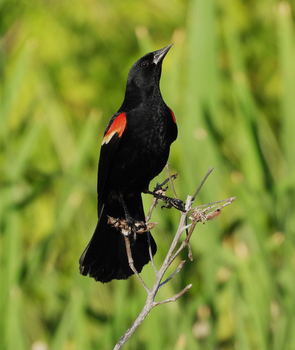 Red-winged Blackbird - ML621087508