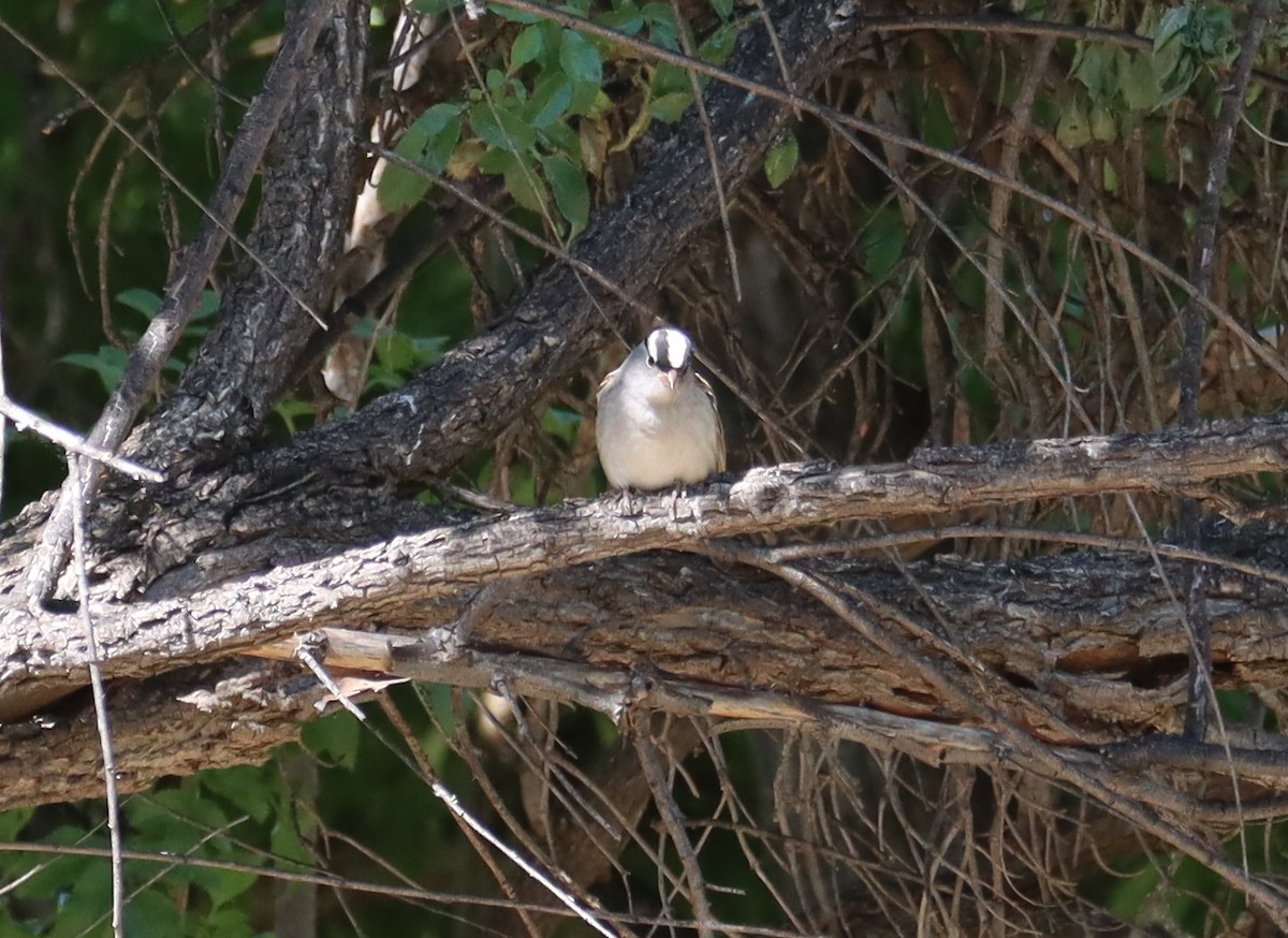 White-crowned Sparrow - ML621087540