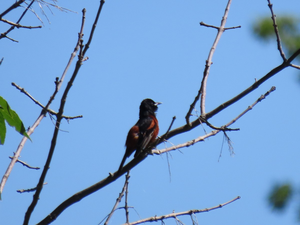 Orchard Oriole - ML621087544