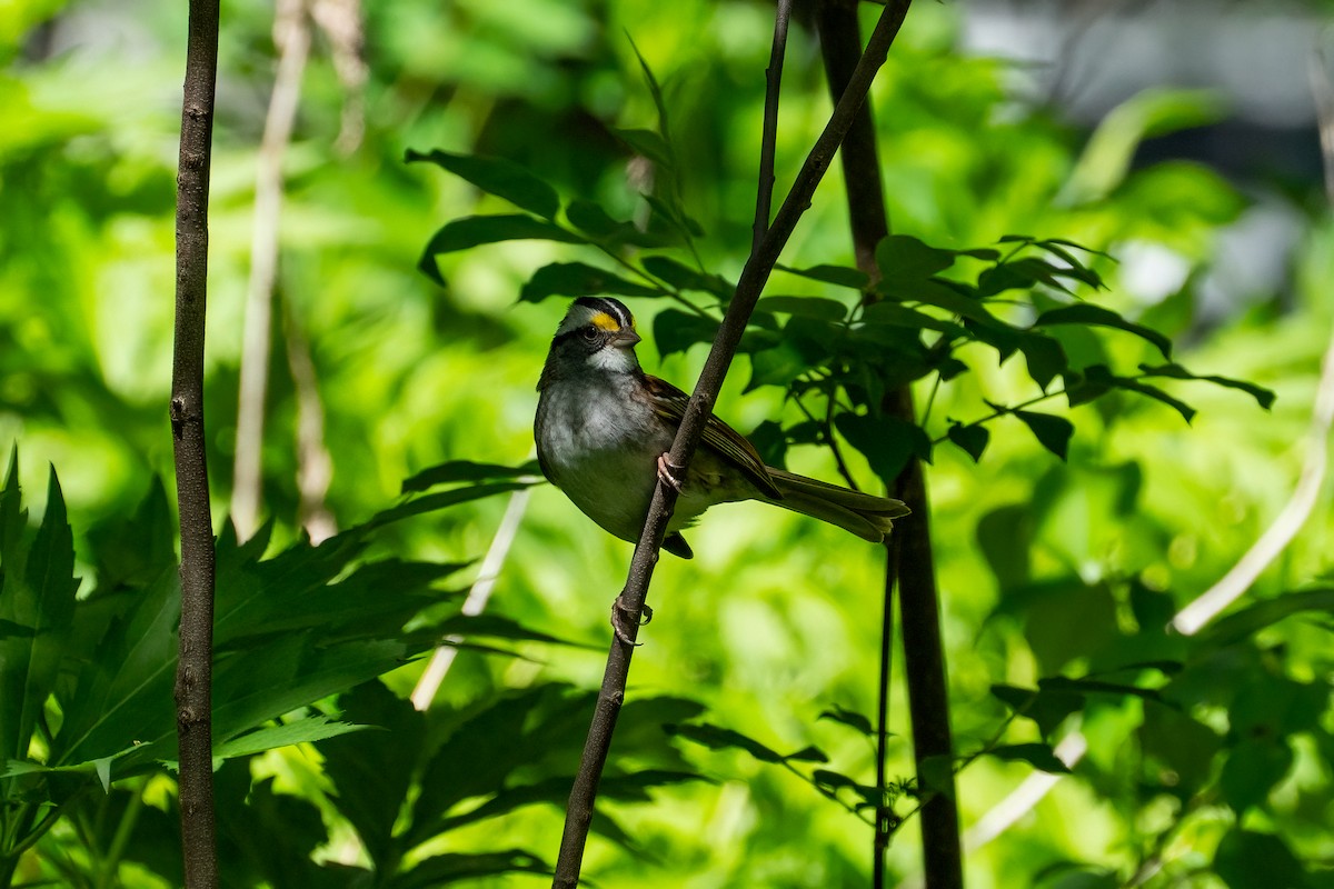 White-throated Sparrow - ML621087552