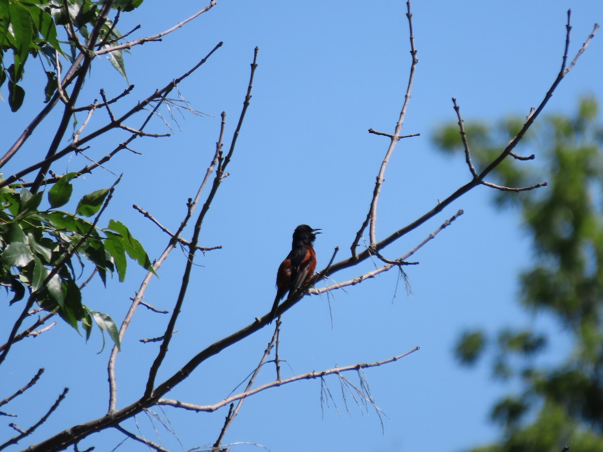 Orchard Oriole - ML621087553