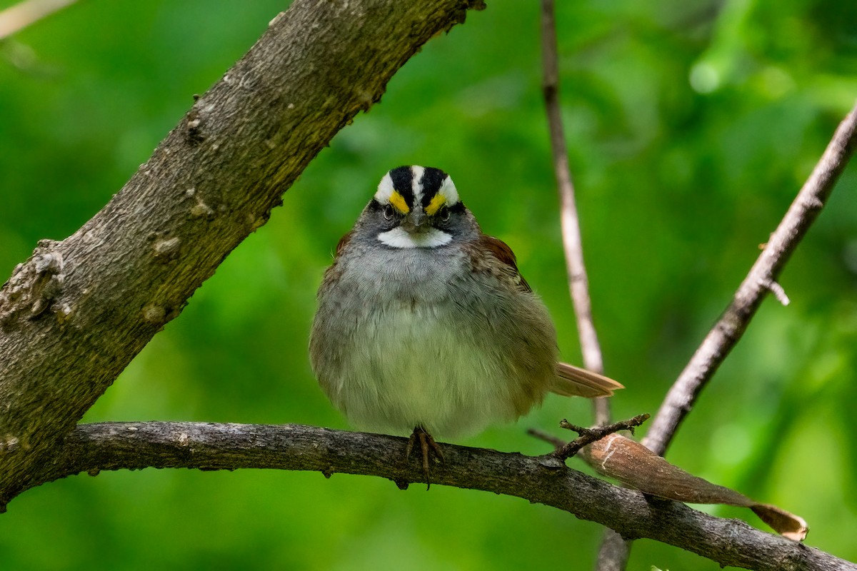 White-throated Sparrow - ML621087554