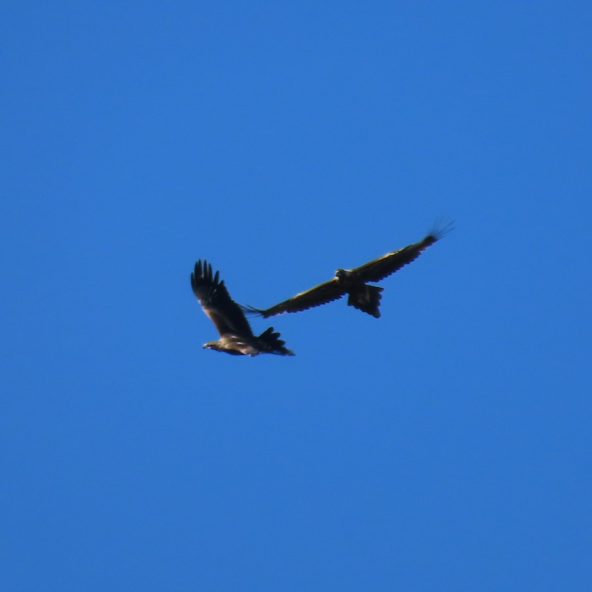 Wedge-tailed Eagle - ML621087589