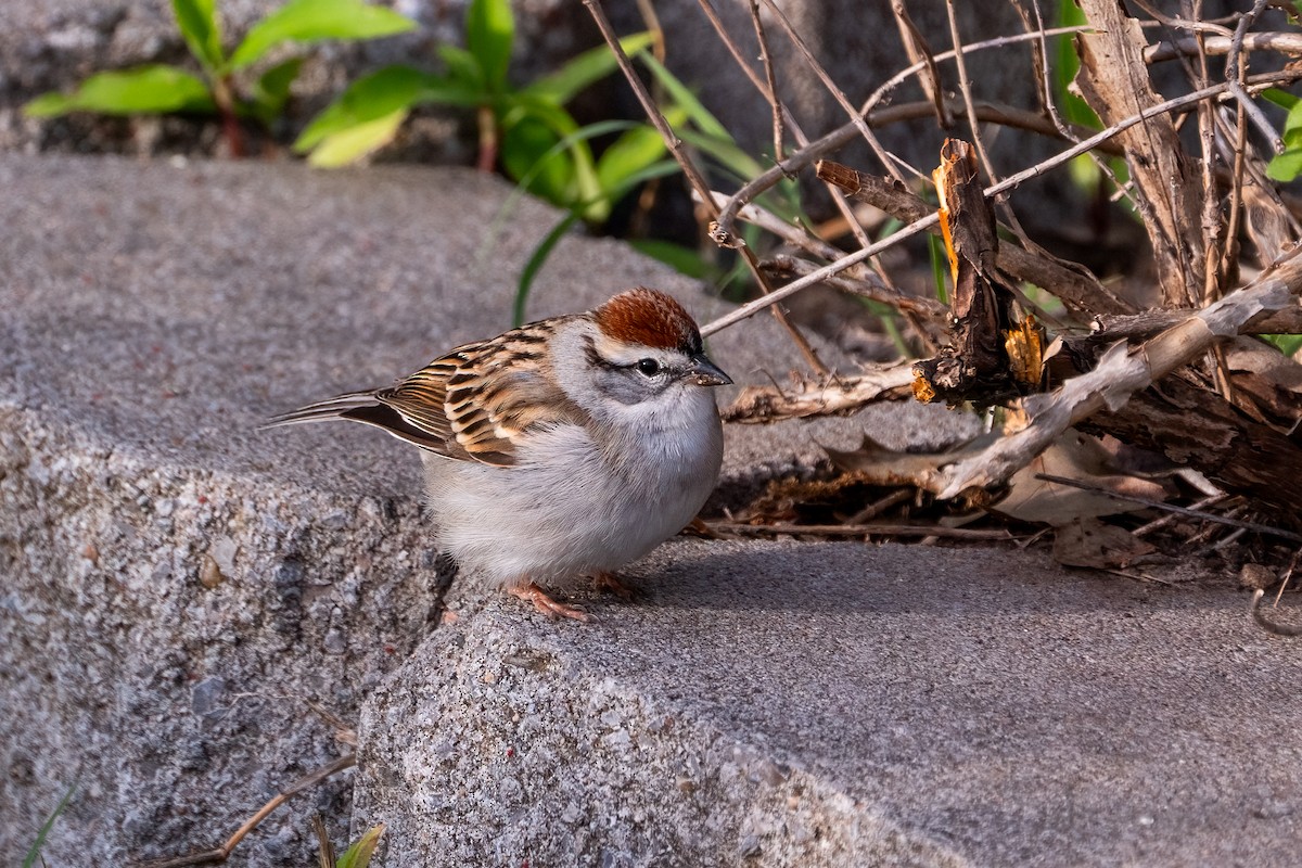 Chipping Sparrow - ML621087617