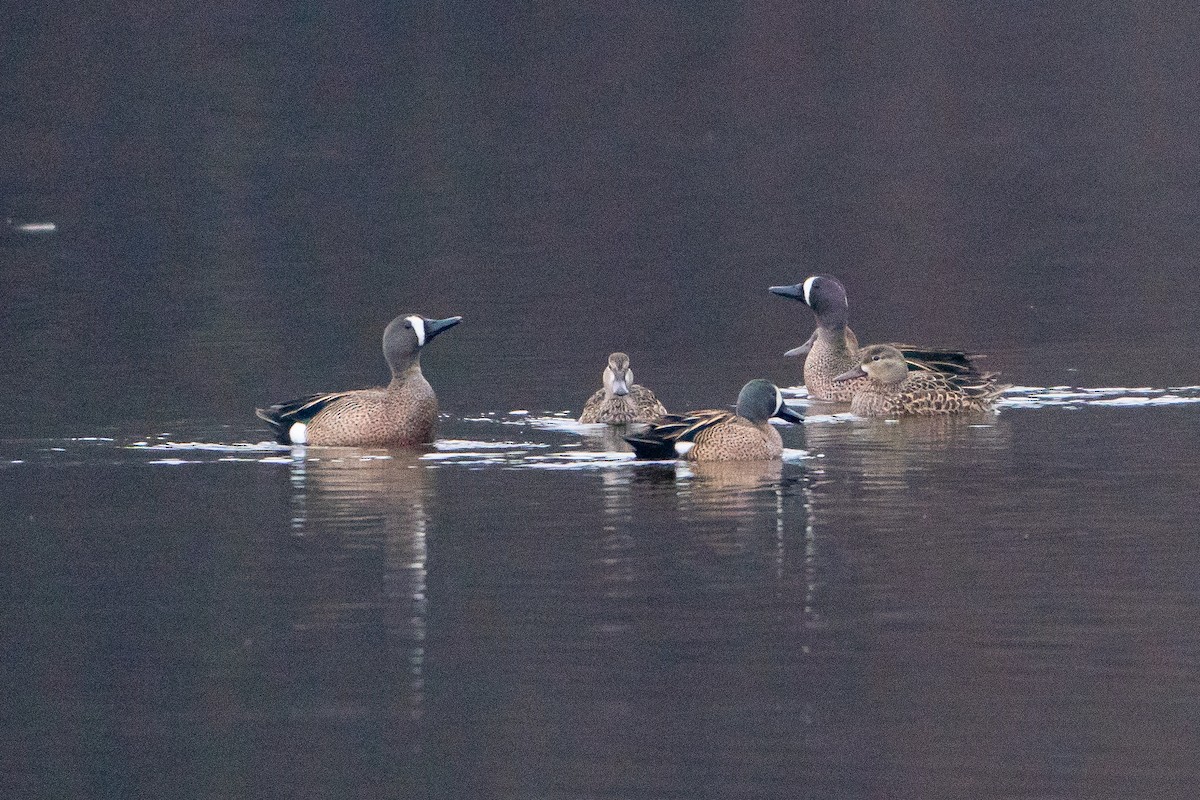 Blue-winged Teal - ML621087619