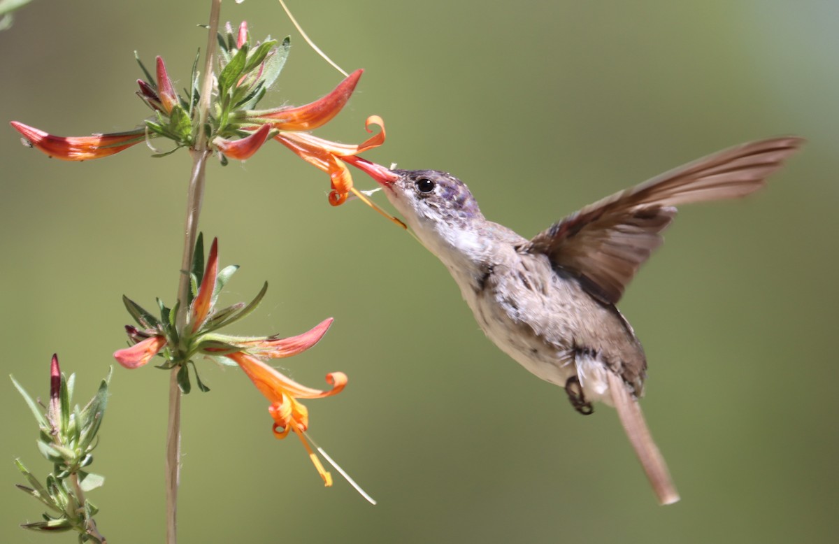 kolibřík fialovokorunkatý - ML621087621