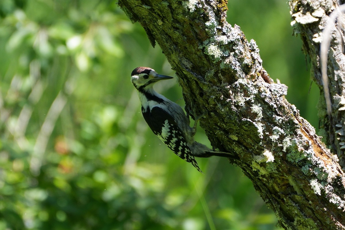 White-backed Woodpecker - ML621087632