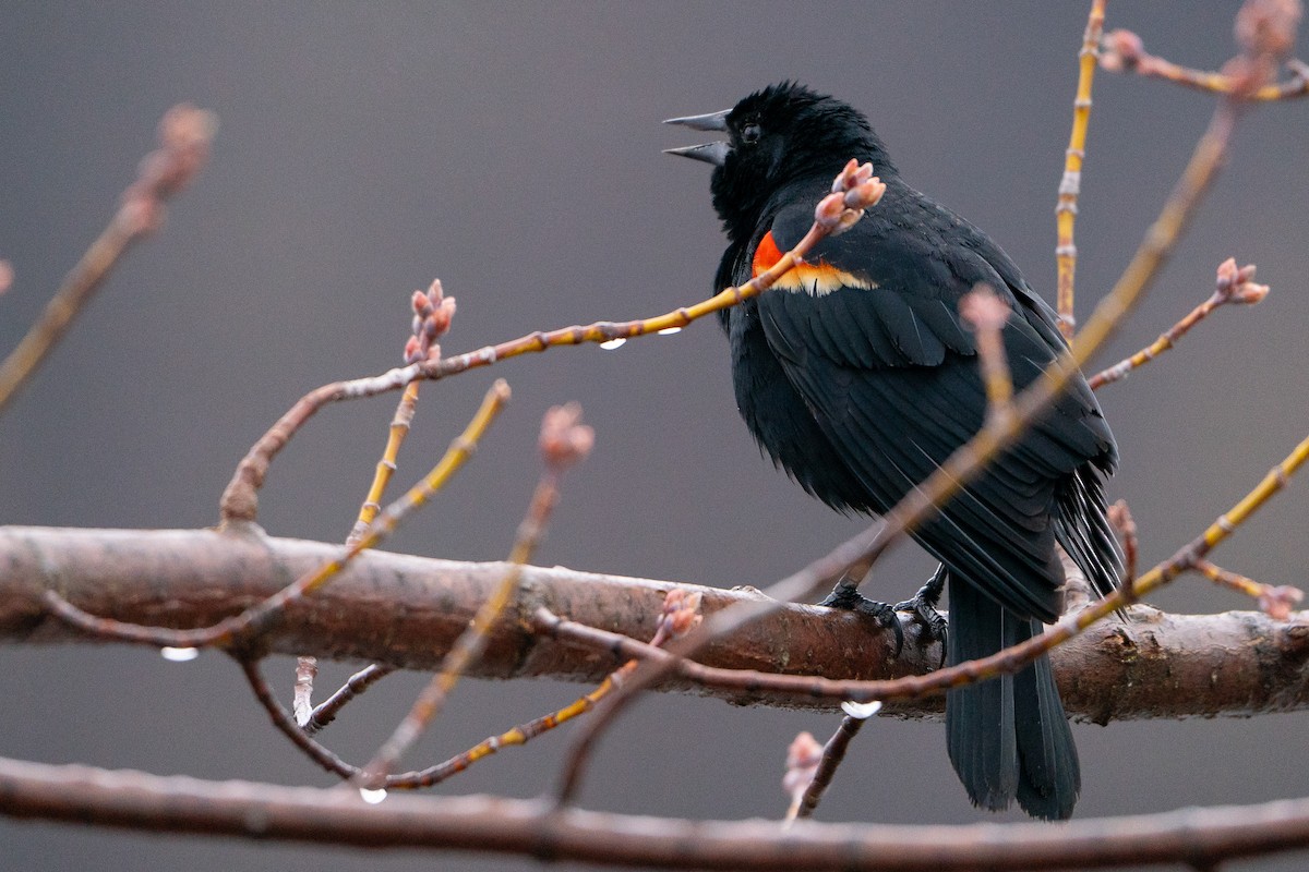 Red-winged Blackbird - Matt Hoberg