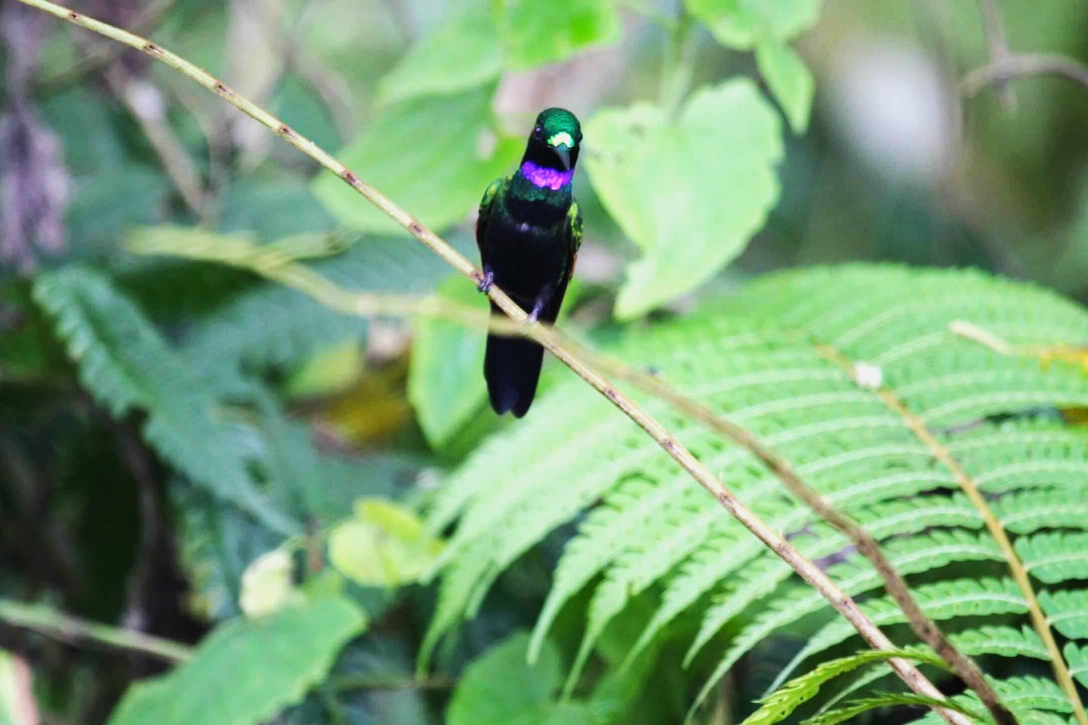 kolibřík zelenoprsý - ML621087681