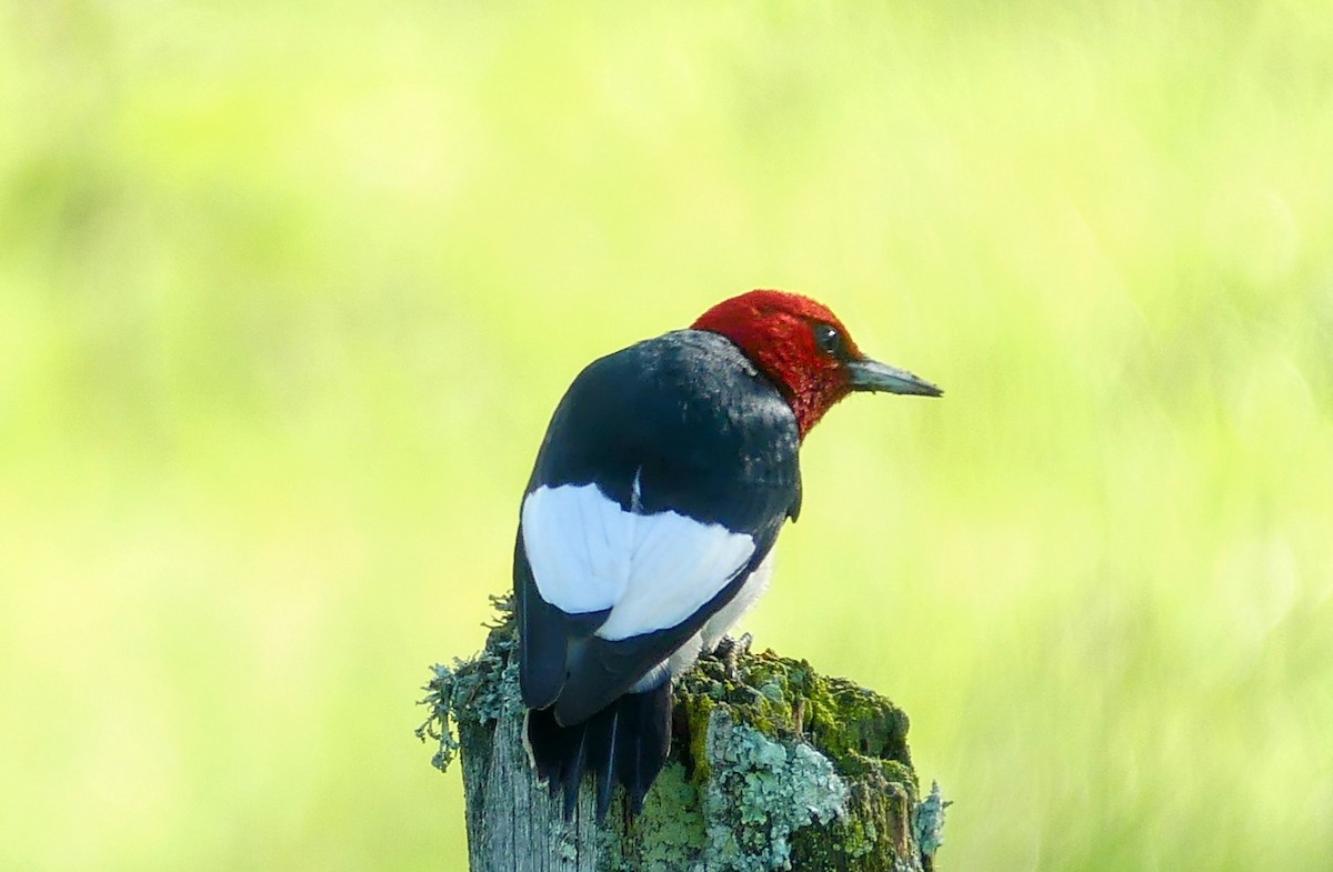 Red-headed Woodpecker - ML621087693