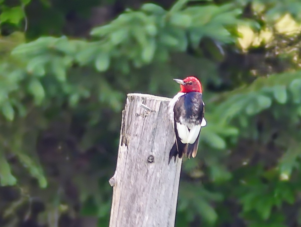Red-headed Woodpecker - ML621087694