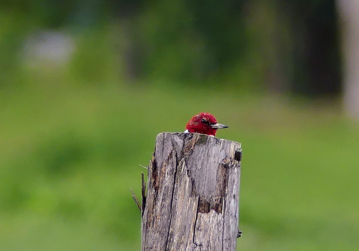 Red-headed Woodpecker - ML621087695