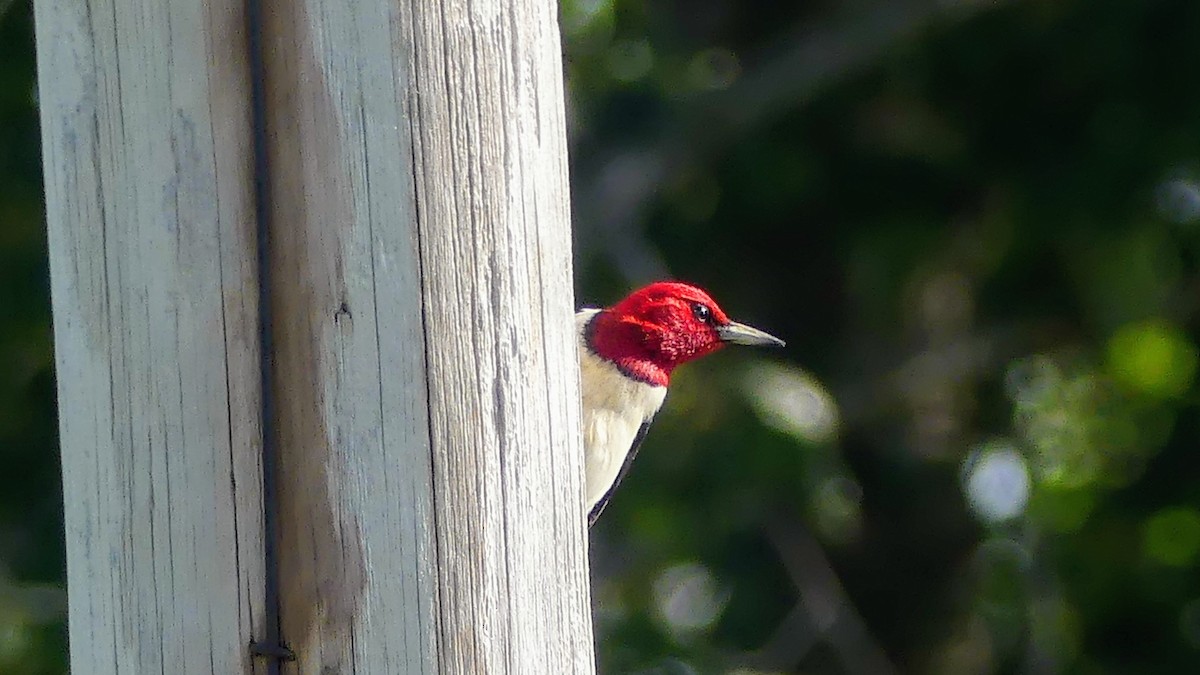 Red-headed Woodpecker - ML621087696