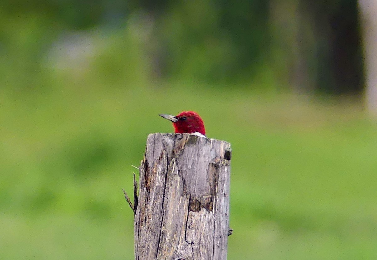 Red-headed Woodpecker - ML621087697