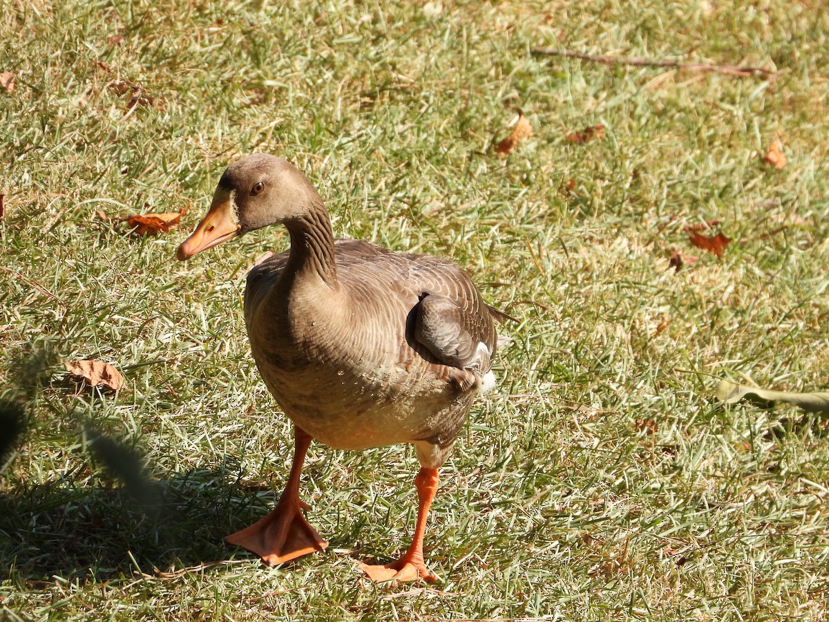 Greater White-fronted Goose - ML621087698