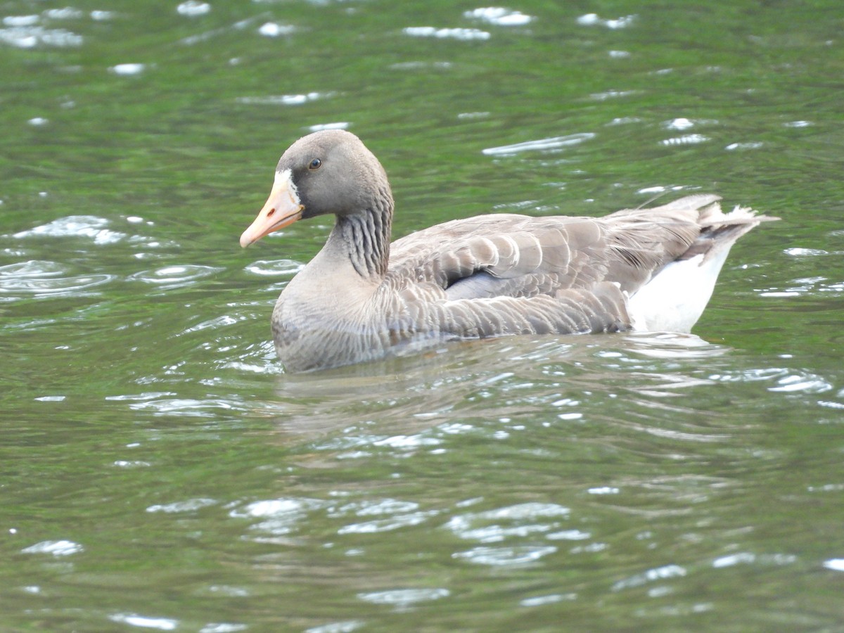 Greater White-fronted Goose - ML621087699