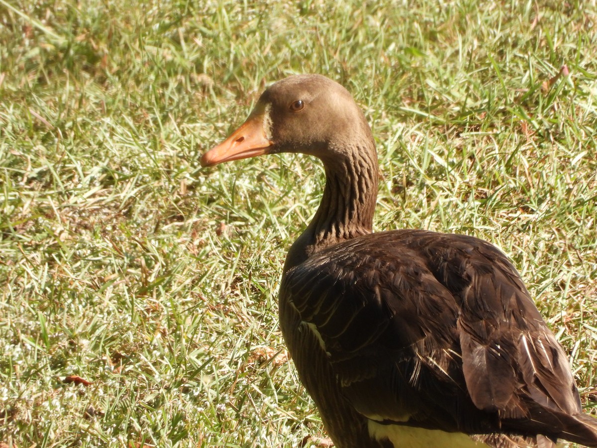 Greater White-fronted Goose - ML621087700