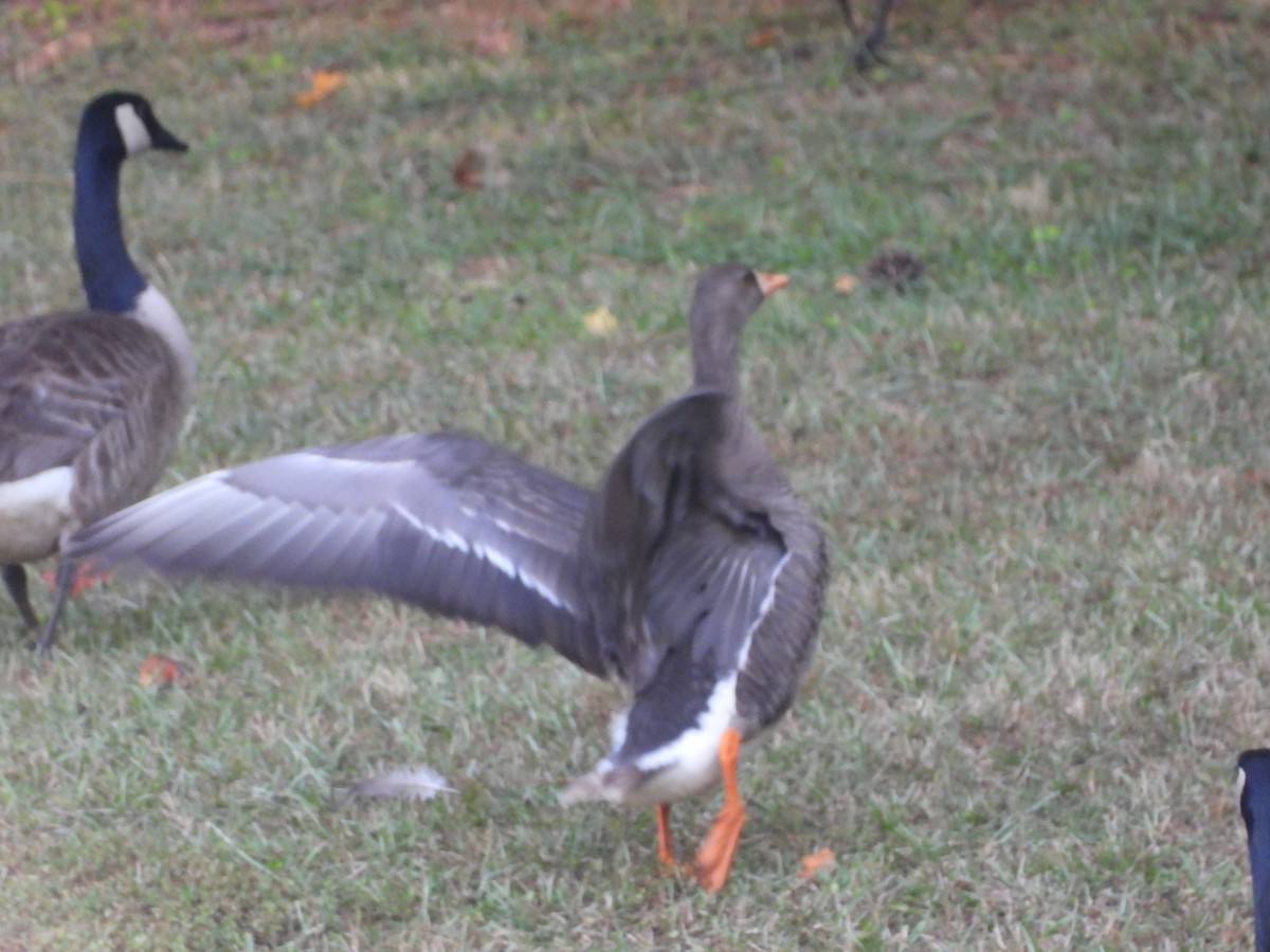 Greater White-fronted Goose - ML621087701