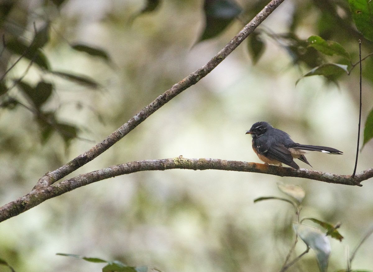 Chestnut-bellied Fantail - ML621087704