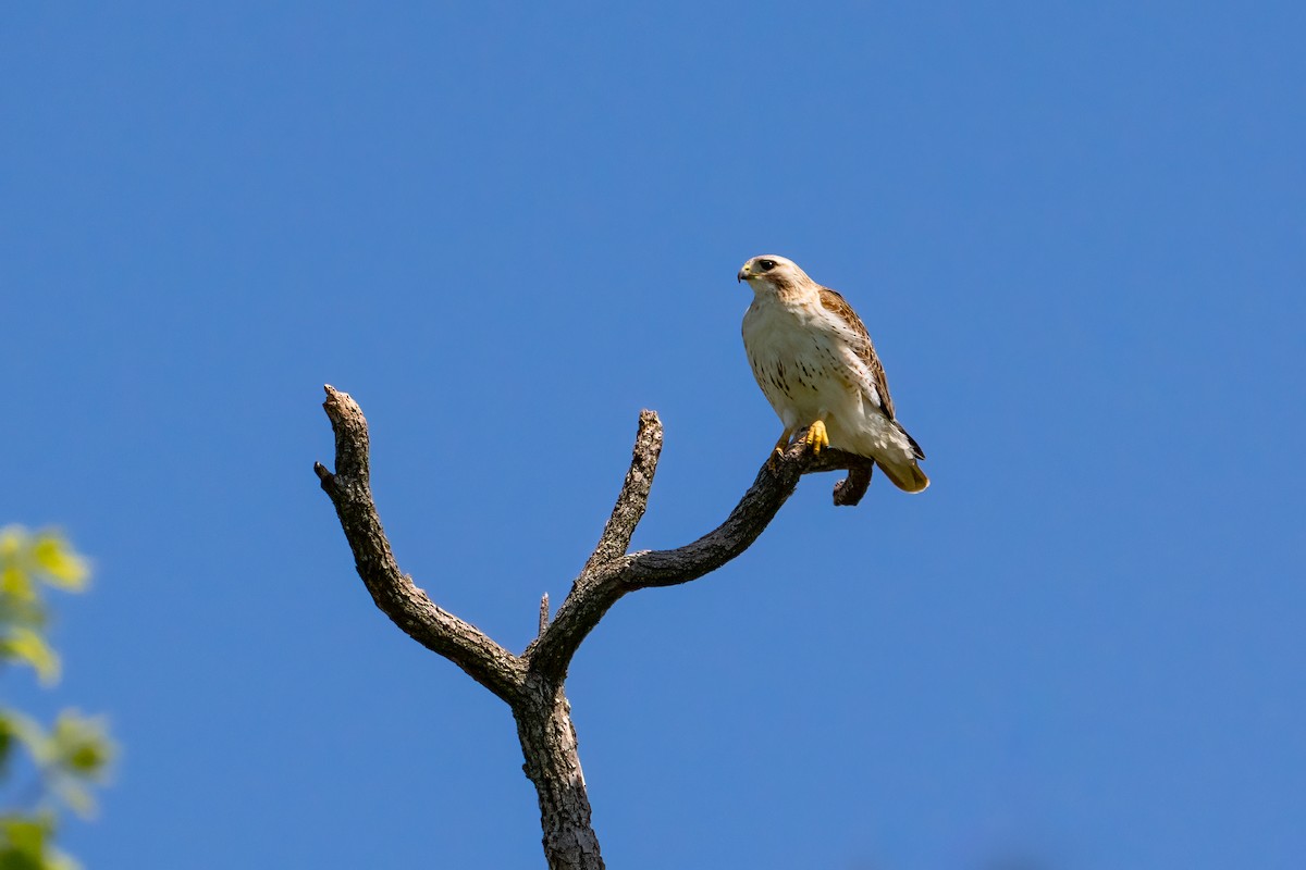 Red-tailed Hawk - ML621087730