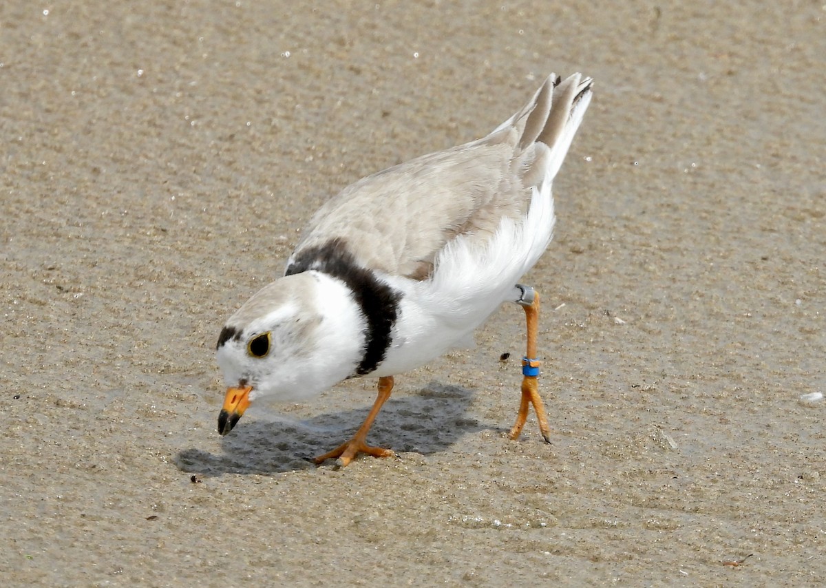 Piping Plover - ML621087745