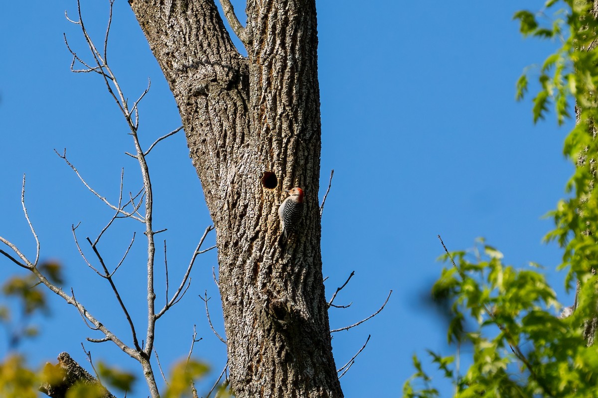 Red-bellied Woodpecker - ML621087747