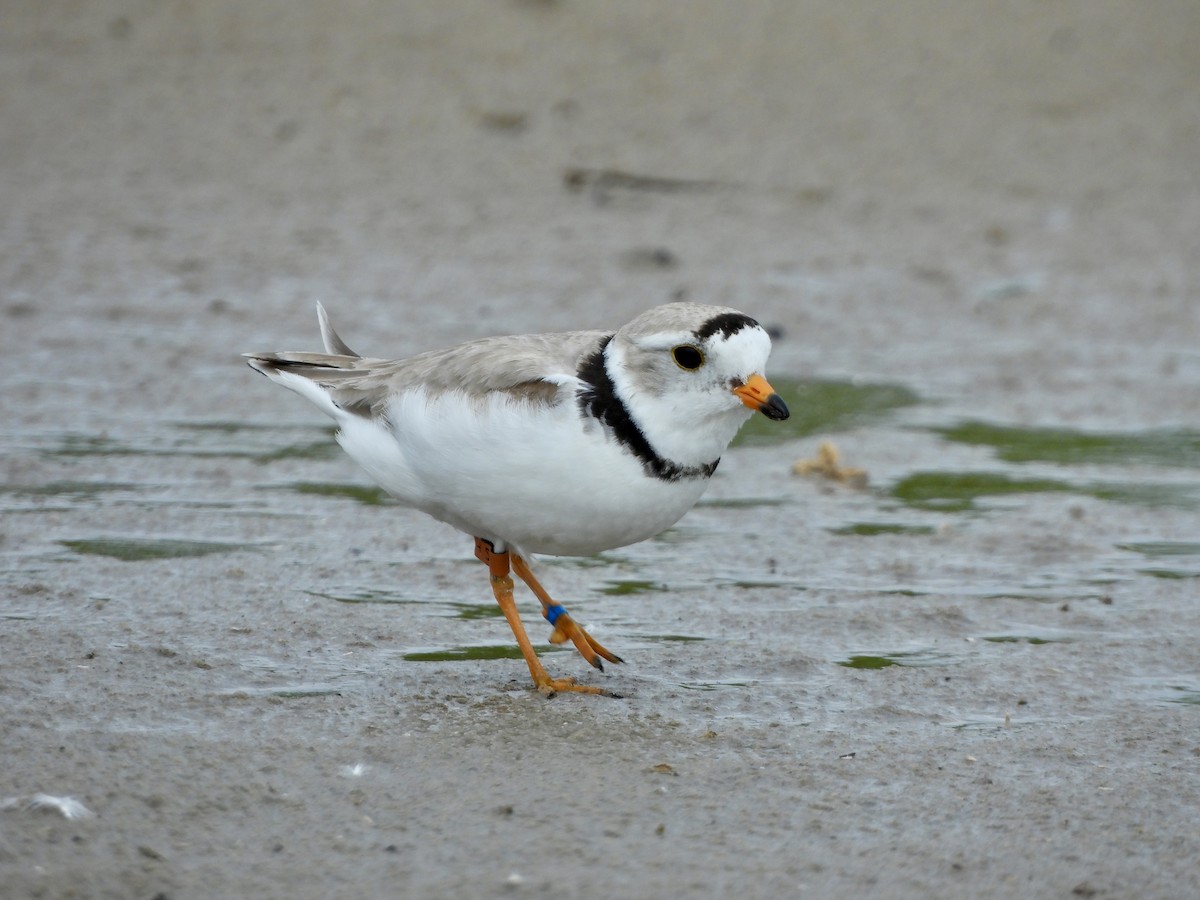 Piping Plover - Carolyn Lueck