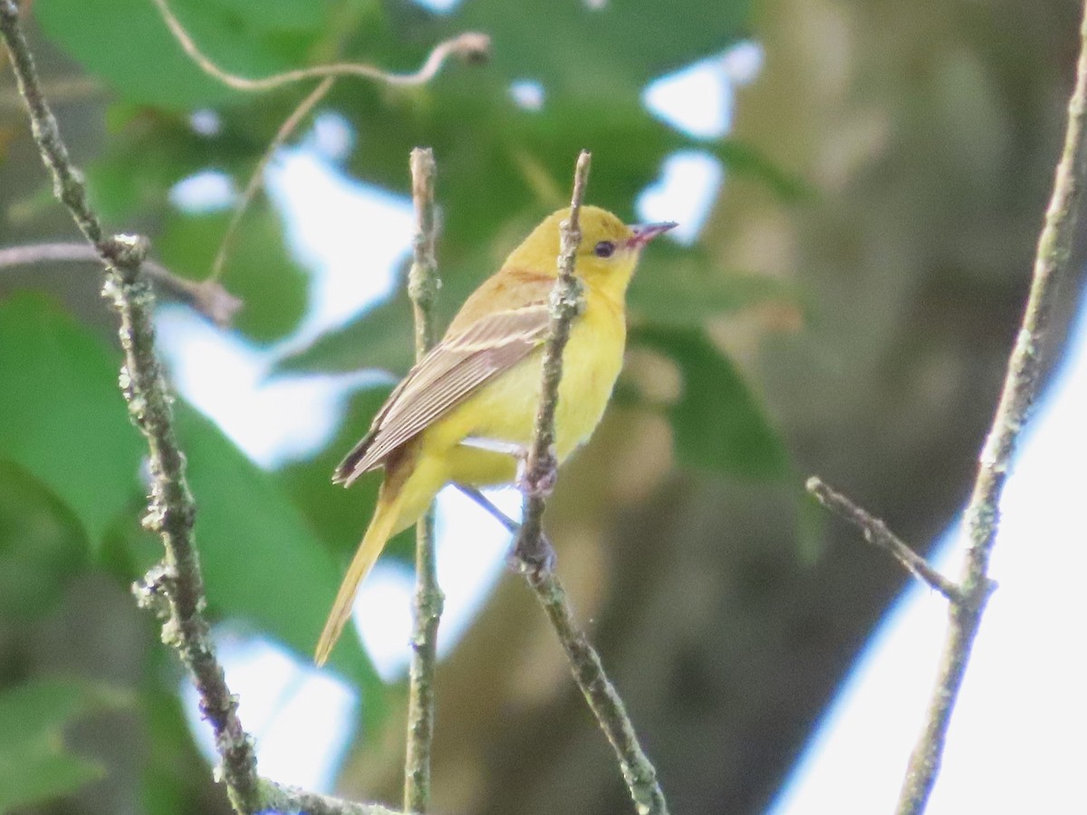 Orchard Oriole - ML621087759