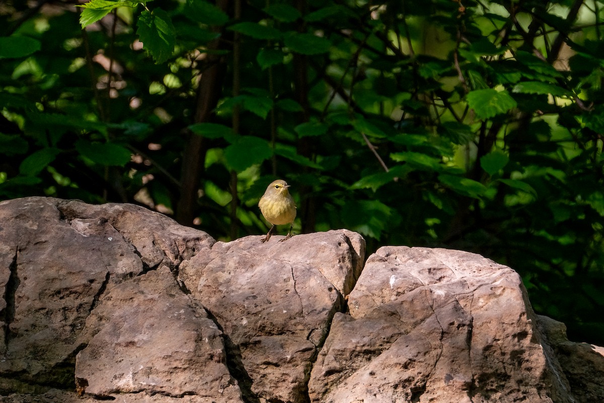 Orange-crowned Warbler - ML621087783
