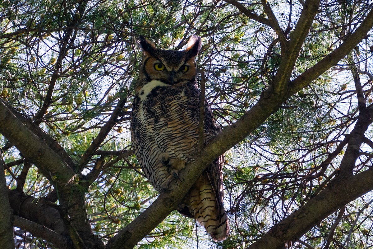Great Horned Owl - ML621087786
