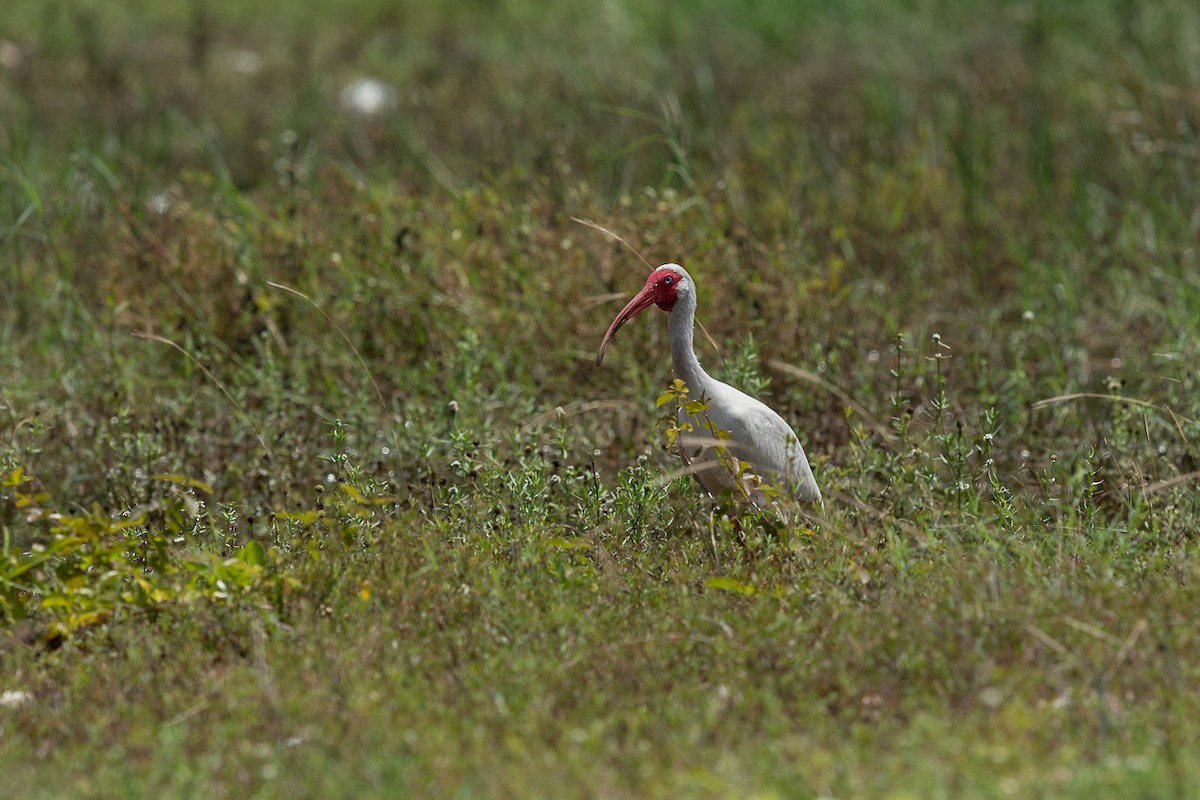 ibis bílý - ML621087826