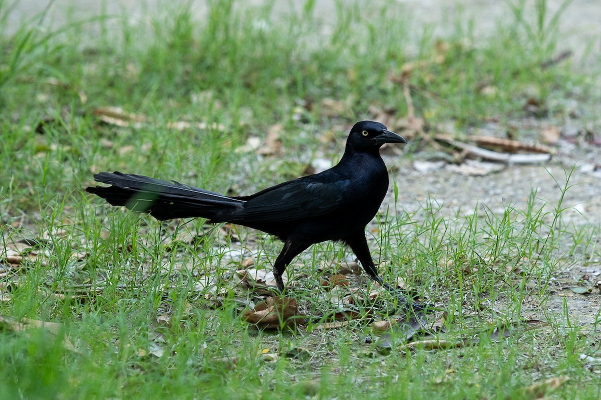 Great-tailed Grackle - ML621087854