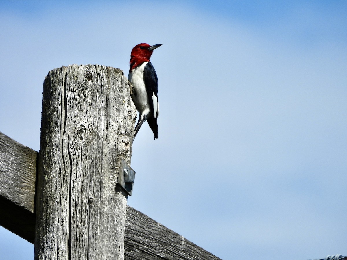 Red-headed Woodpecker - Leona Douglas