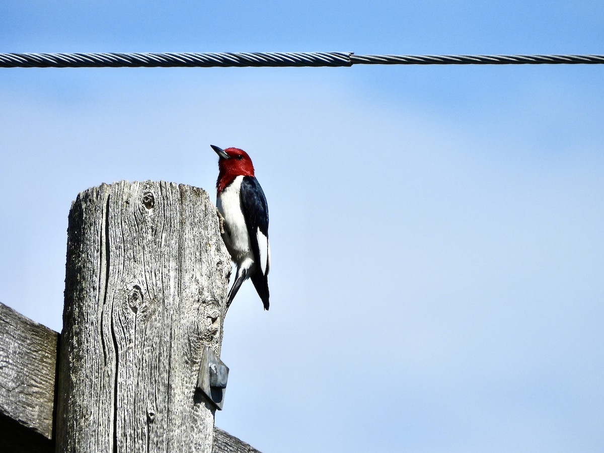 Red-headed Woodpecker - ML621087861