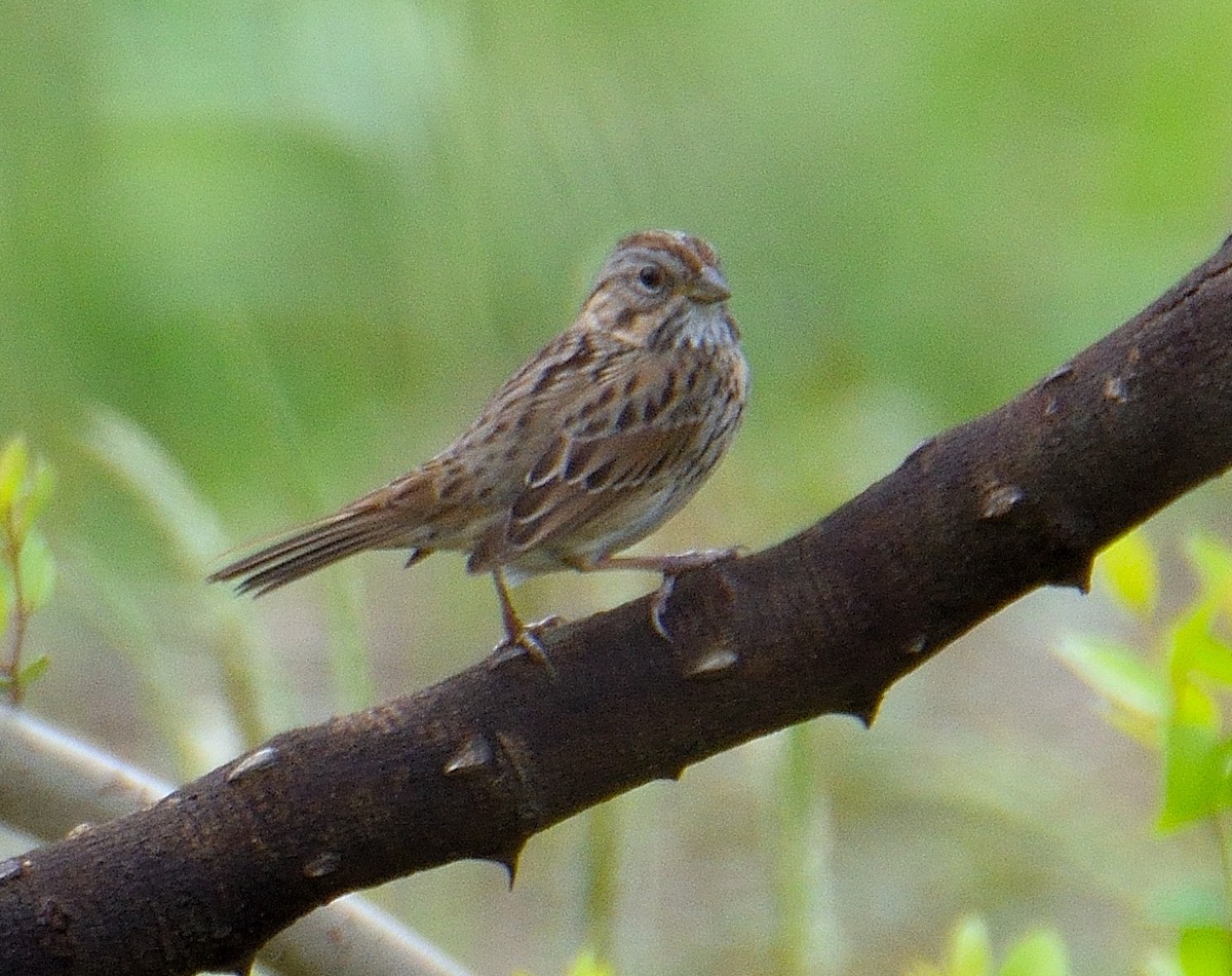 Savannah Sparrow - ML621087862