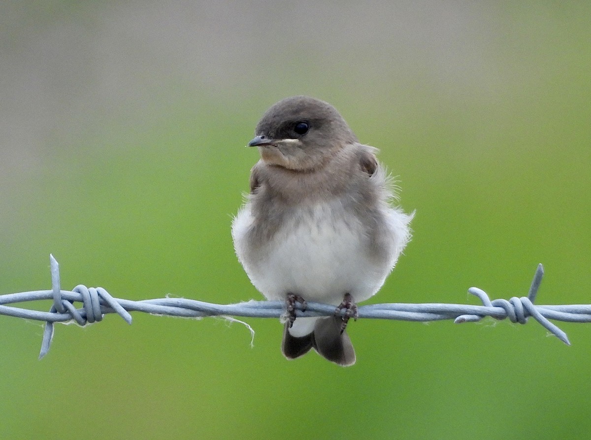 Northern Rough-winged Swallow - ML621087900