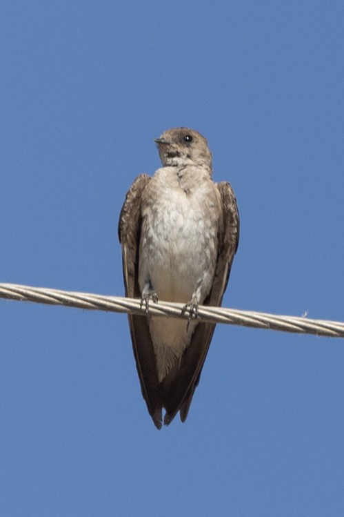 Northern Rough-winged Swallow - ML621087929