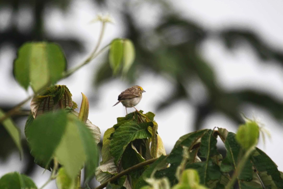 Yellow-browed Sparrow - ML621087930