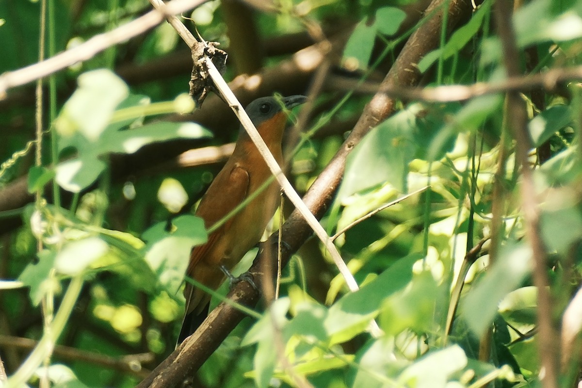 Gray-capped Cuckoo - ML621087934