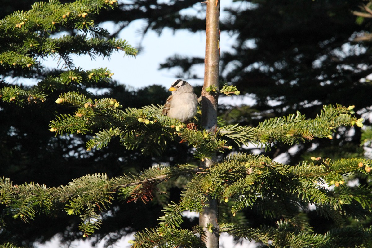 White-crowned Sparrow - ML621087970