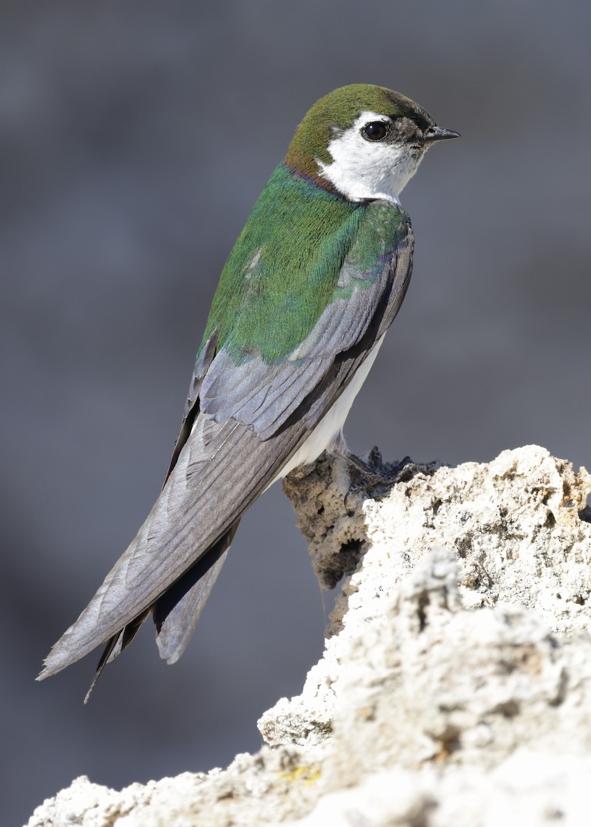 Violet-green Swallow - ML621087979