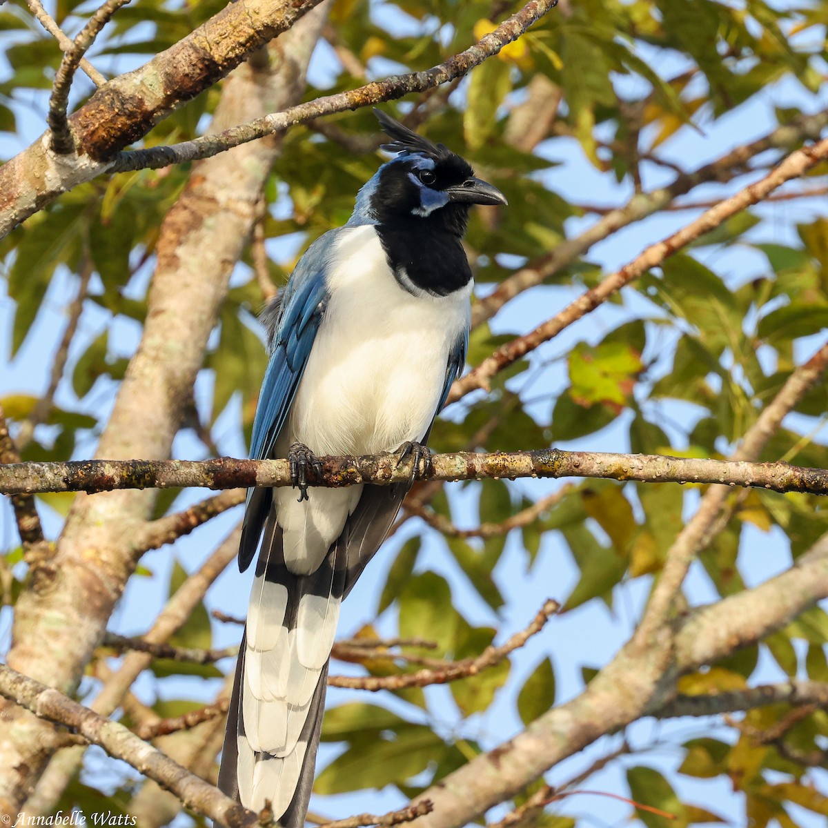 Black-throated Magpie-Jay - ML621087983