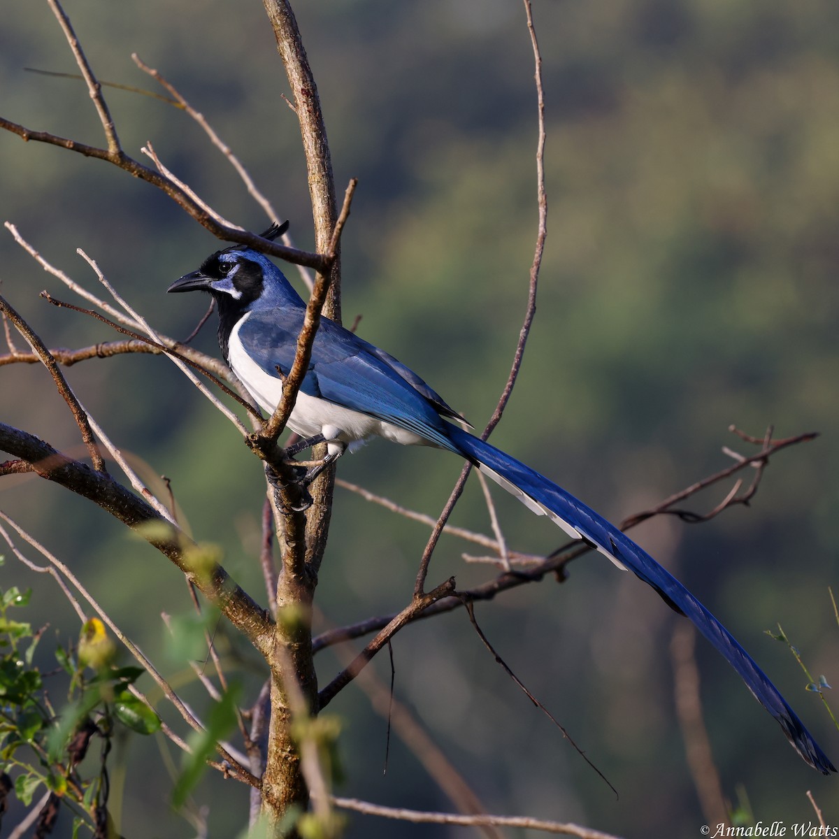 Black-throated Magpie-Jay - ML621087985