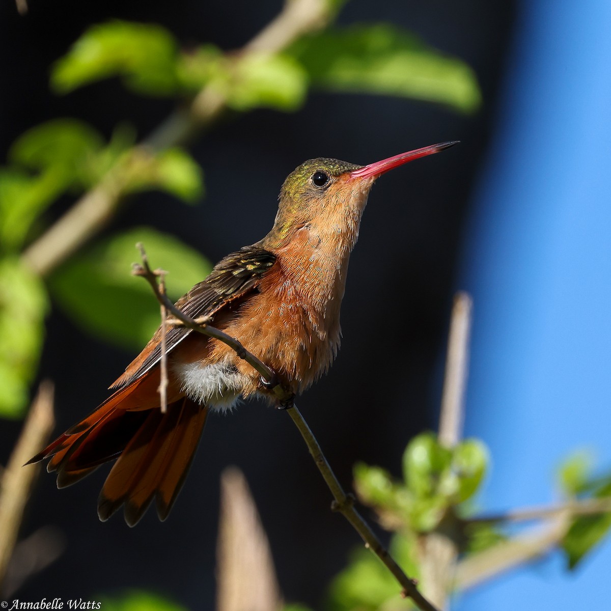 kolibřík ryšavý - ML621087997